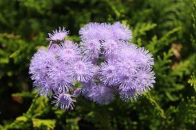 Purple Flower Flowers