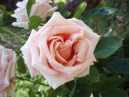 soft pink Rosa Flower