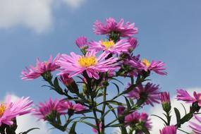 beautiful Purple Flowers at sky