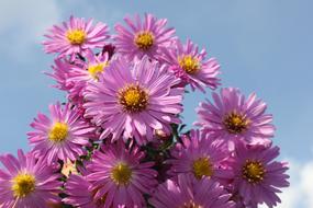 Purple Flower Flowers