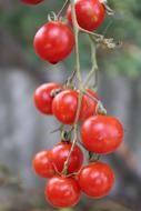 red garden tomatoes