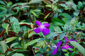 Flower Spring Summer