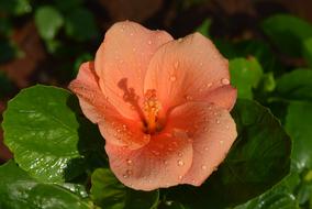 water droplets on pink hibiscus bud