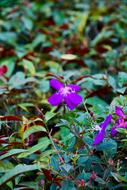 purple Flower at Spring Summer