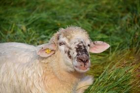 white sheep in green grass close-up on blurred background