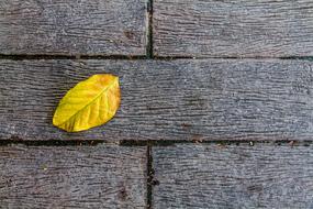 Autumn Leaves Alopecia Ground