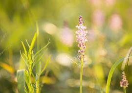 flowering grass in a blurred background