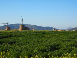 windmill in a field of grass