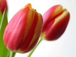 red yellow Tulips with water drops close up