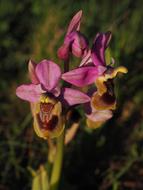 Ophrys Tenthredinifera Orchid
