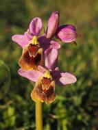 Ophrys Tenthredinifera Orchid
