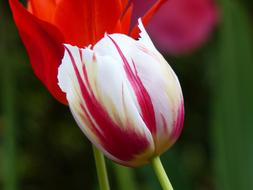 Close-up of the colorful and beautiful, blossoming tulip flowers