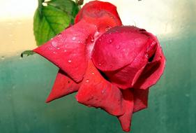 Rose Red Dew