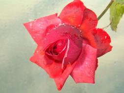 Rose Red in dew on a gray blurred background