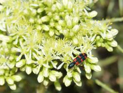 Trichodes Apiarius Coloptero insect