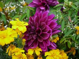 dark purple dahlias in the garden