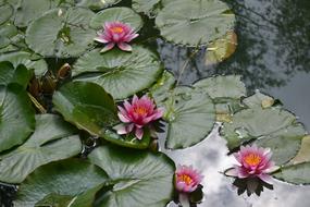 Close-up of the colorful and beautiful waterlily flowers with green leaves, on the water