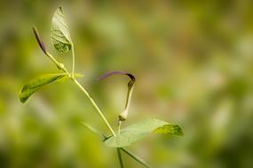 leaf sprouts on a branch