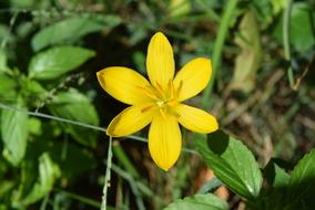 Zephyranthes Flower close-up on blurred background