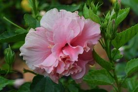 Hibiscus Rosa-Sinensis Flower