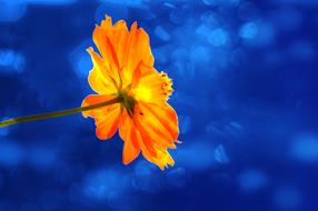 Close-up of the beautiful, orange and yellow marigold flower, at blue background of different shades