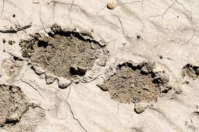 Footprint In Mud Muddy