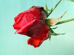 water Dews on Red bright Rose