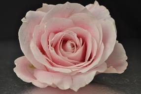 Rose Pink Flower