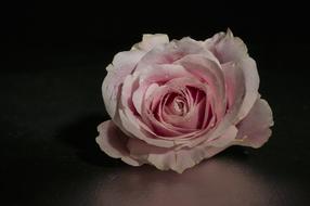 Close-up of the beautiful, pink and white rose flower at dark background