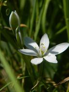Sagina Nodosa Flower 5 Tickets