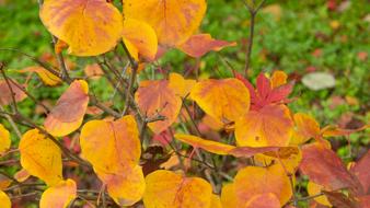 Autumn leaves in the grass in the garden