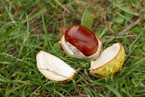 cracked walnut on the green grass