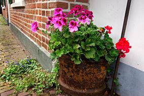 Geranium Flower Pot Of