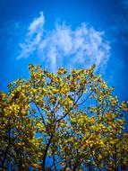 Autumn Tree Golden In