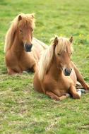 resting horses in the field