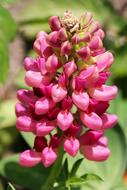 Loewenmaeulchen Pink Flowers at garden