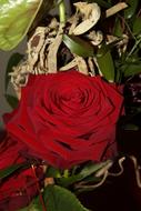 red Rose Blossom in garden