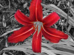 Lily Flower Black