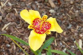 Yellow and red Lily Flower