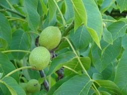 green unripe nuts on a tree