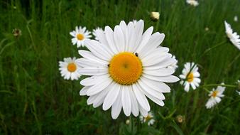 Daisy Flower