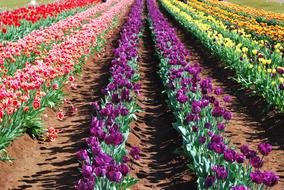 Tulip Flower Field