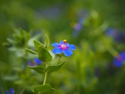 Blue Pimpernel Flower Blossom