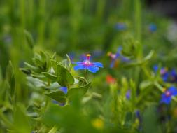 Blue Pimpernel Flower Blossom