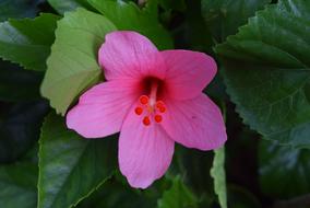 Hibiscus Rosa-Sinensis Flower