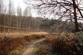 path in autumn landscape