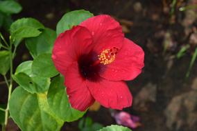 pink Hibiscus Rosa-Sinensis Flower at garden