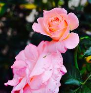 Close-up of the beautiful, pink and peach rose flowers of different shades, among the leaves