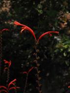 Garden Montbretia Inflorescence red flower