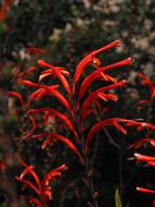 Montbretia Inflorescence in the garden on a blurred background